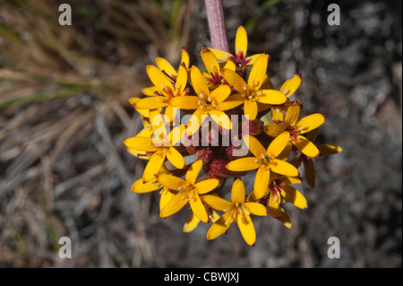 Quinchamalium Chilense Nahaufnahmen von Blumen Nationalpark Los Glaciares Straße 11 Santa Cruz Provinz patagonischen Steppe Argentinien Stockfoto