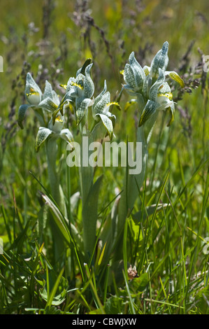 Porzellan-Orchidee (Chloraea fehlt) Blumen Nationalpark Los Glaciares Straße 11 Santa Cruz Provinz Patagonien Argentinien Stockfoto