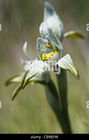 Porzellan-Orchidee (Chloraea fehlt) Blumen Nationalpark Los Glaciares Straße 11 Santa Cruz Provinz Patagonien Argentinien Stockfoto