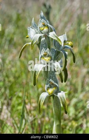 Porzellan-Orchidee (Chloraea fehlt) Blumen Nationalpark Los Glaciares Straße 11 Santa Cruz Provinz Patagonien Argentinien Stockfoto