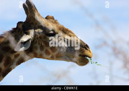 Giraffe (Giraffa Plancius Angolensis) im Etosha Nationalpark, Namibia zu essen. Stockfoto