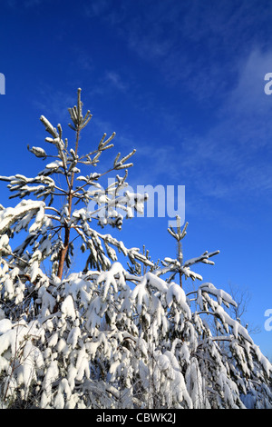 Kiefern im Schnee auf himmlischen Hintergrund Stockfoto