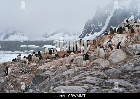 GENTOO PENGUINS, PETERMANN ISLAND, ANTARKTIS Stockfoto