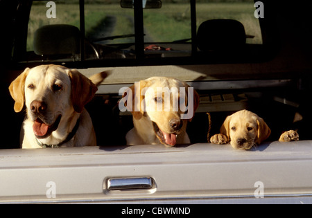 gelber Labrador Retriever-Familie im Pickup-truck Stockfoto