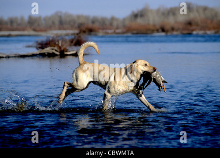 Erwachsenen gelbe Labrador Retriever Stockente abrufen Stockfoto