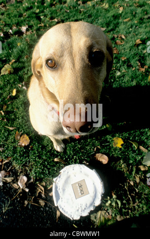 Gelber Labrador Retriever sitzend von Frisbee Stockfoto