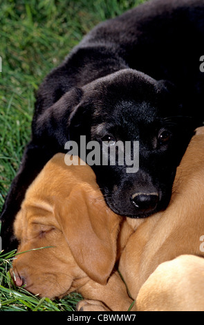 schwarze und gelbe Labrador Welpen (8 Wochen alt) schlafen Stockfoto