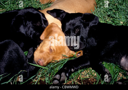 schwarze und gelbe Labrador Welpen (8 Wochen alt) schlafen Stockfoto