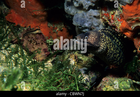 Mittelmeer-Muräne oder Roman Aal (Muraena Helena), Murenidiae, Capraia Insel, Toskana, Italien Stockfoto