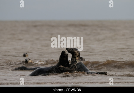 Seehunde und Kegelrobben Herumspielen fotografiert am Strand von Donna Nook, Küste von Lincolnshire, England, Großbritannien. Stockfoto