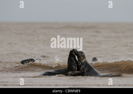 Seehunde und Kegelrobben Herumspielen fotografiert am Strand von Donna Nook, Küste von Lincolnshire, England, Großbritannien. Stockfoto