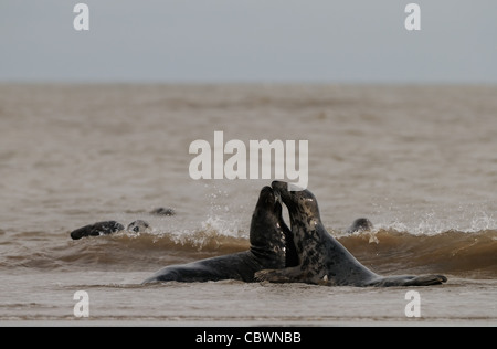 Seehunde und Kegelrobben Herumspielen fotografiert am Strand von Donna Nook, Küste von Lincolnshire, England, Großbritannien. Stockfoto