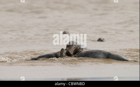 Seehunde und Kegelrobben Herumspielen fotografiert am Strand von Donna Nook, Küste von Lincolnshire, England, Großbritannien. Stockfoto