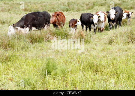 Kühe auf einem Feld Stockfoto