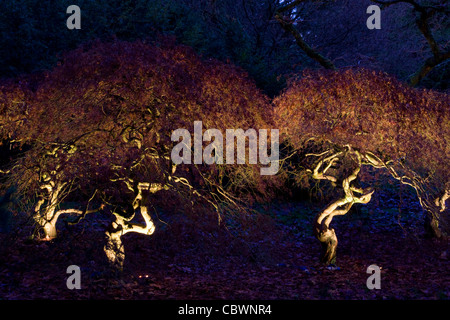 UNHEIMLICH beleuchtete Bäume Enchanted Christmas im Westonbirt Arboretum Stockfoto