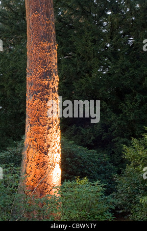 UNHEIMLICH beleuchtete Bäume Enchanted Christmas im Westonbirt Arboretum Stockfoto