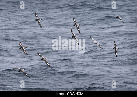 KAP-STURMVÖGEL ANTARKTIS FULMAR DRAKE PASSAGE ANTARKTIS Stockfoto