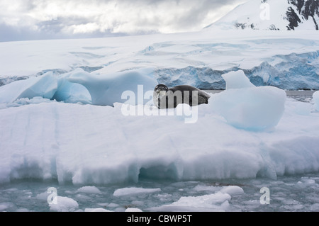 LEOPARD SEAL PORT LOCKROY WIENCKE ISLAND ANTARKTIS Stockfoto