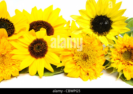 Strauß Sonnenblumen auf weißem Hintergrund Stockfoto