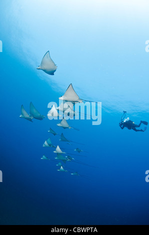 Schulzeit entdeckte Adlerrochen, Aetobatus Narinari, Seychellen Stockfoto