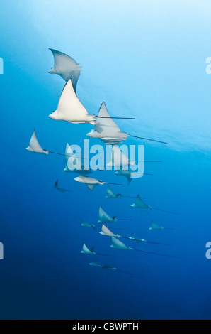 Schulzeit entdeckte Adlerrochen, Aetobatus Narinari, Seychellen Stockfoto