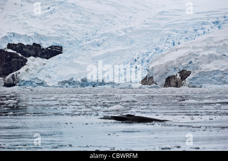 ANTARKTISCHEN MINKE WHALE SCHNAUZE NEKO HARBOUR ANTARKTIS Stockfoto