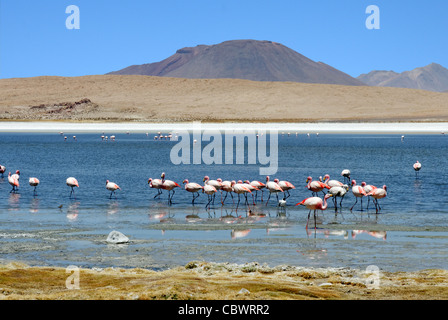 Flamingos in Laguna Hedionda in Boliviens Eduardo Avaroa Anden Fauna reservieren Stockfoto