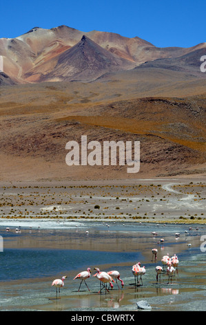 Flamingos in Laguna Hedionda in Boliviens Eduardo Avaroa Anden Fauna reservieren Stockfoto