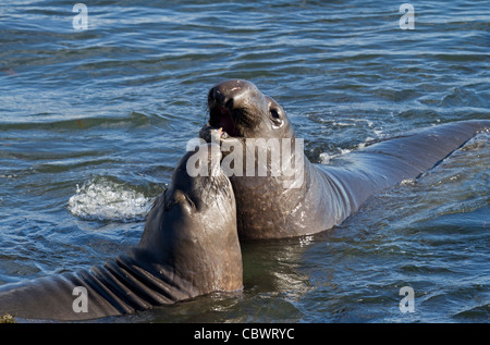 Bekämpfung von See-Elefanten in das Wasser (Mirounga) Stockfoto