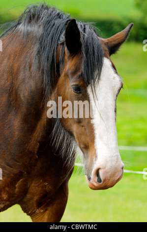 Shire Horse in Feld im Peak District Nationalpark Derbyshire England Stockfoto