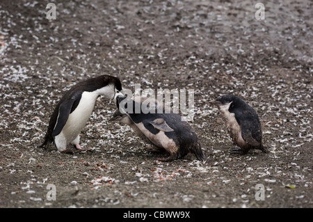 BAILY HEAD, DECEPTION ISLAND, SÜD-SHETLAND-INSELN Stockfoto