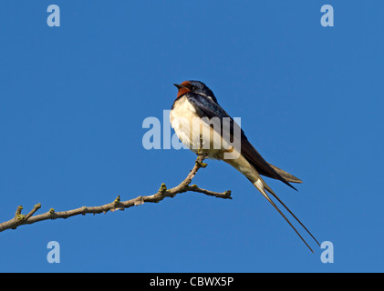 Rauchschwalbe (Hirundo Rustica) Stockfoto