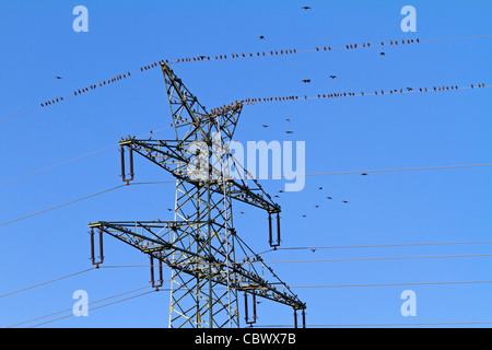 Stare auf einen Strommast (Sturnus Vulgaris) Stockfoto