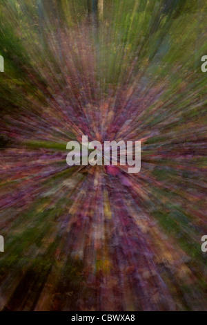 Bunte violetten und grünen Farben des Herbstes mit Zoom-Technik. Stockfoto