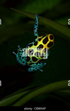 Variable Dart Frog (Dendrobates Variabilis) (Zimmermanns Poison Frog) hängen von einem Blatt. Stockfoto