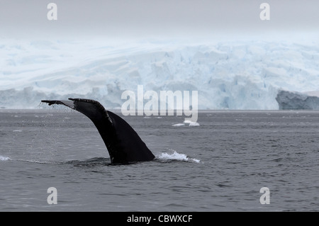 HUMPBACK WHALE TAIL FLUKE, WILHELMINA BAY, ANTARKTIS Stockfoto