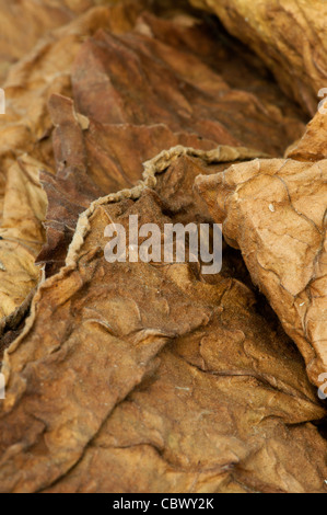 Getrockneten Tabakblätter, feine Details closeup Stockfoto