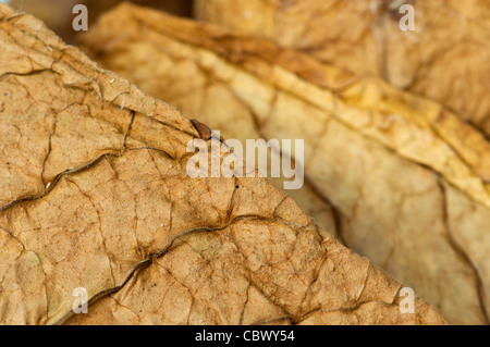 Getrockneten Tabakblätter, feine Details closeup Stockfoto