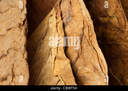 Getrockneten Tabakblätter, feine Details closeup Stockfoto