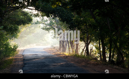 Tunnel von Bäumen in der indischen Landschaft. Andhra Pradesh, Indien Stockfoto