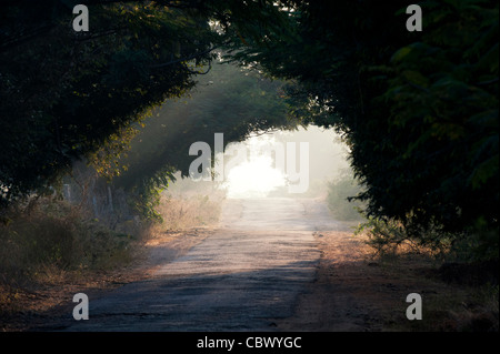 Tunnel von Bäumen in der indischen Landschaft. Andhra Pradesh, Indien Stockfoto