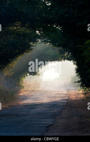 Tunnel von Bäumen in der indischen Landschaft. Andhra Pradesh, Indien Stockfoto