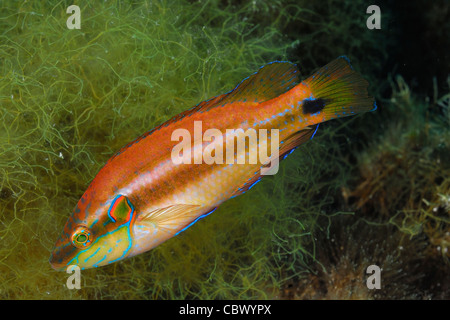 Ocellated Lippfische Symphodus Ocellatus, Labridae, Capraia Insel, Toskana, Italien, Mittelmeer Stockfoto