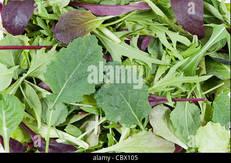 Gemischter frischer Salat Stockfoto
