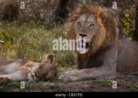 Löwen paar im Krüger Nationalpark, Südafrika Stockfoto