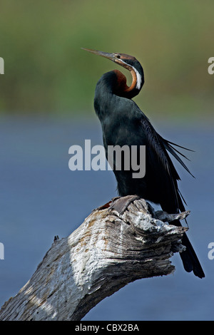 Eine afrikanische Darter in Ruhe Stockfoto