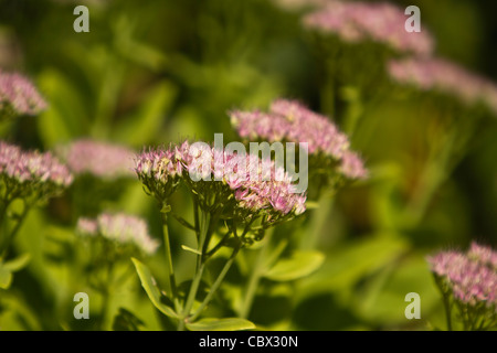 Sedum spectabile Stockfoto