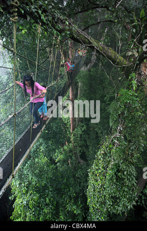 Gruppe von asiatischen Touristen Vordach Sky Walk in Poring Hot Springs. Gebeugt, Kinabalu National Park, Sabah, Borneo Stockfoto