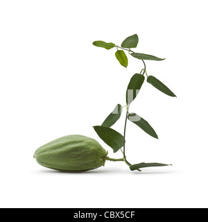 Die Frucht von einer weißen Bladderflower (Araujia Sericifera) auf einem weißen Hintergrund im Studio fotografiert. Stockfoto