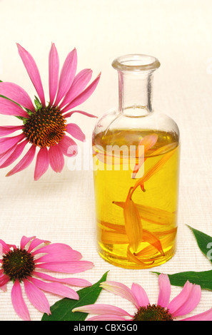 Sonnenhut ätherisches Öl in der Flasche - homöopathische Medizin - Stillleben Stockfoto